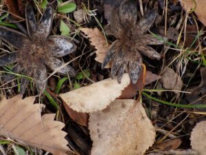 ツチグリ(キノコ)の外皮