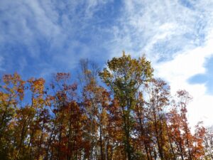 園内の木々と青空