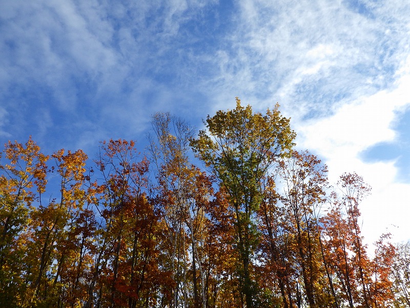 園内の木々と青空
