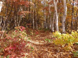 シラカンバが多い園路(現在通行止め)