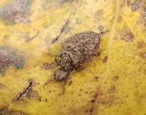 ウスバカゲロウ幼虫