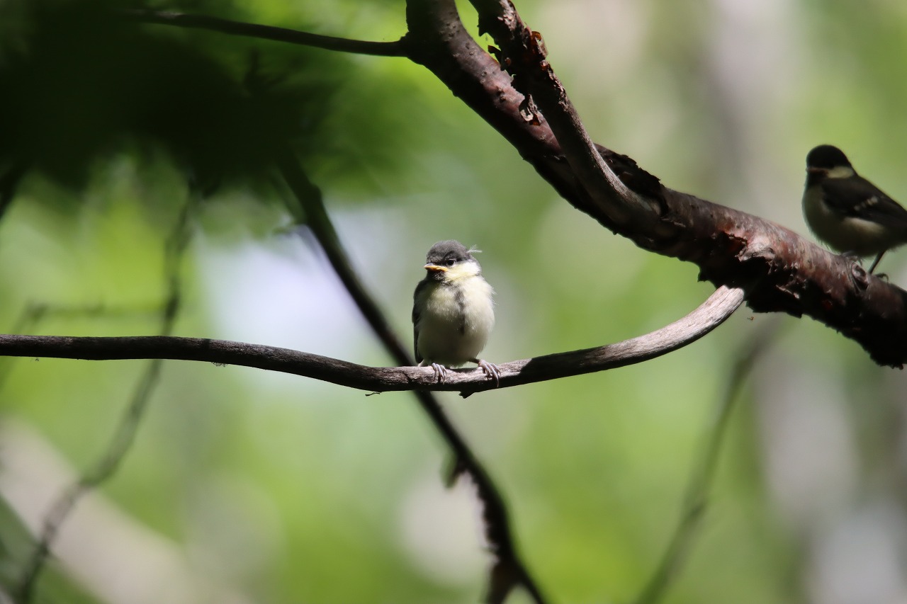 シジュウカラ幼鳥2026年5月30日