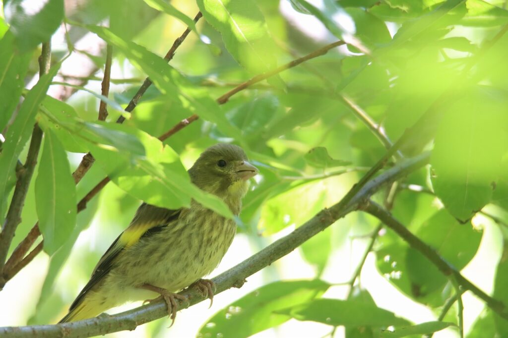 カワラヒワ幼鳥
