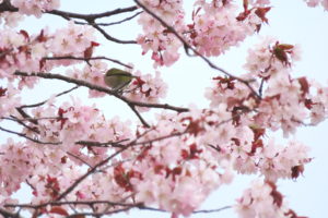 サクラとメジロの写真