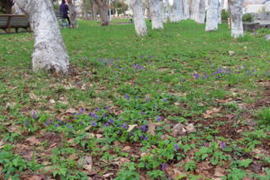 タチツボスミレの写真