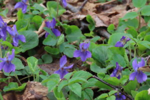 タチツボスミレの写真