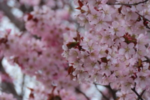 エゾヤマザクラの写真