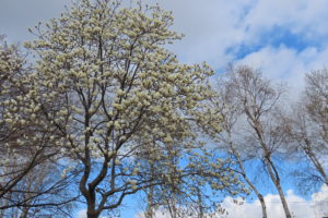 キタコブシの木の写真