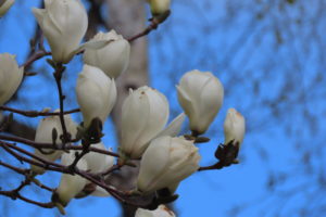 キタコブシの花のアップの写真