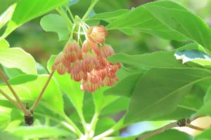 サラサドウダンの花。赤いスジが細かく入っています