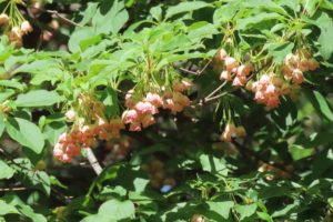 サラサドウダンの花の写真