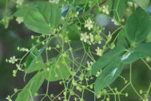 ツリバナの花の写真