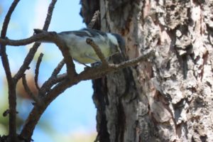 巣立ったばかりのシジュウカラのヒナの写真