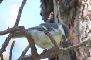 巣立ったばかりのシジュウカラのヒナの写真