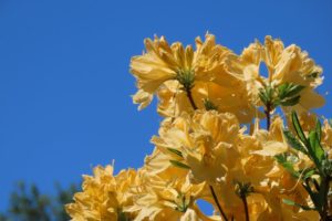 キレンゲツツジの写真