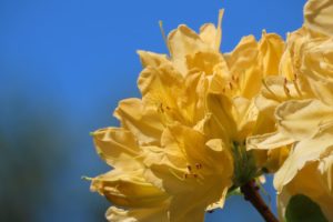 キレンゲツツジの写真