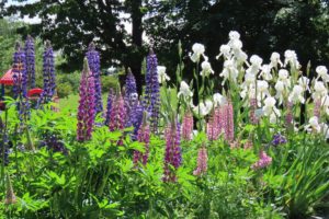 手前にピンクと紫のルピナス、奥に白いジャーマンアイリスの写真