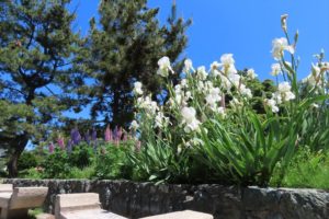 白いジャーマンアイリスとルピナスの写真