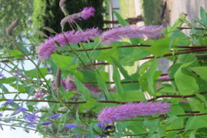 手前にピンクの長い穂が特徴のカライトソウ、後ろに紫のカンパニュラ・ラプンクロイデスの花の写真