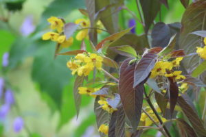 黄色いリシマキアの花の写真