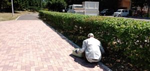 垣根の刈込後、清掃と除草をしている写真