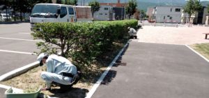 刈込後の様子の写真