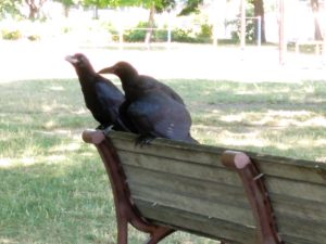 2羽のカラスの写真