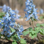 「今日の前田森林公園」の画像