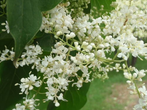 「6月17日の園内」の画像