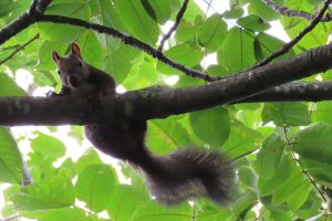 右耳の端に2か所切れ込みがあるエゾリスの写真
