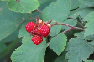 エビガライチゴの実