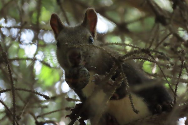 オニグルミを加えているエゾリスの写真