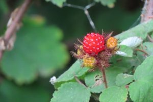 エビガライチゴの実