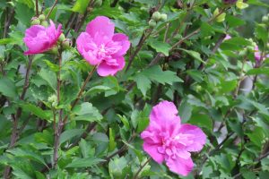 「本日の園内」の画像