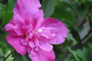 濃い目のピンク色をしたムクゲの花写真