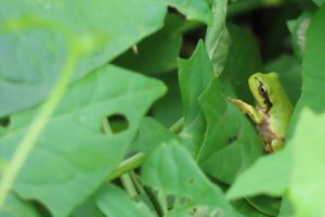 葉の陰にいた緑色のニホンアマガエルの写真