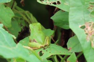 ニホンアマガエルの写真