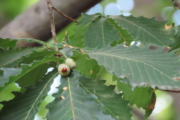 「8月　園内の様子」の画像
