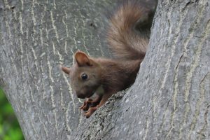 今年生まれたエゾリスの写真