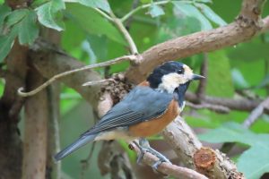 ヤマガラの写真