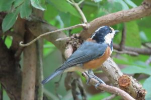 ヤマガラの写真