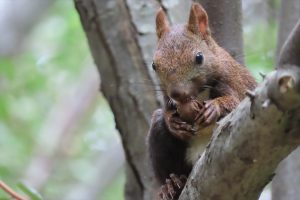 オニグルミを食べるエゾリスの写真