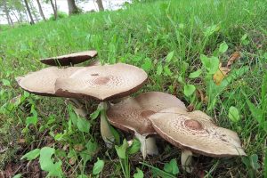 茶色い傘のキノコの写真
