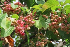 マユミの実が熟し始めている写真