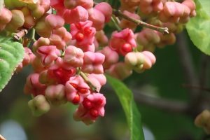 マユミの実をアップにして撮った写真