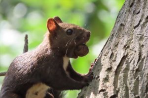 オニグルミを加えて横を向いているエゾリスの写真