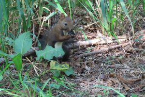 貯めていたオニグルミを掘り出したエゾリスの写真