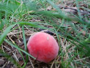 ニオイコベニタケの子葉体の写真