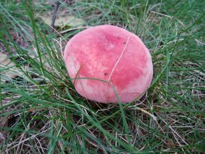 まるで桃のような表面のニオイコベニタケの写真