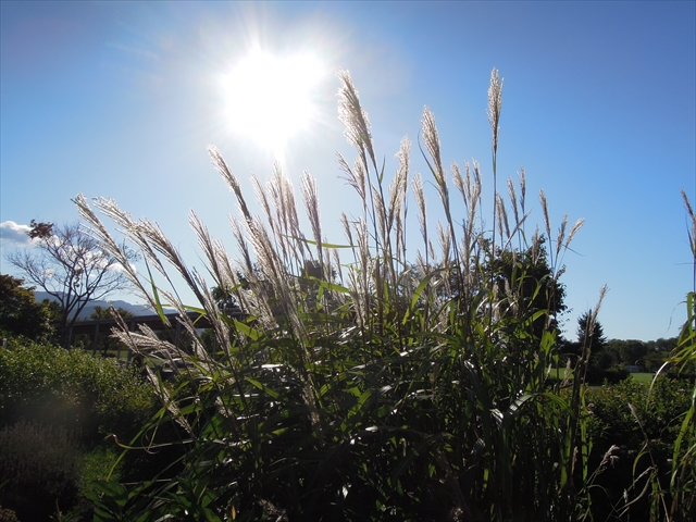 「中秋の名月」の画像
